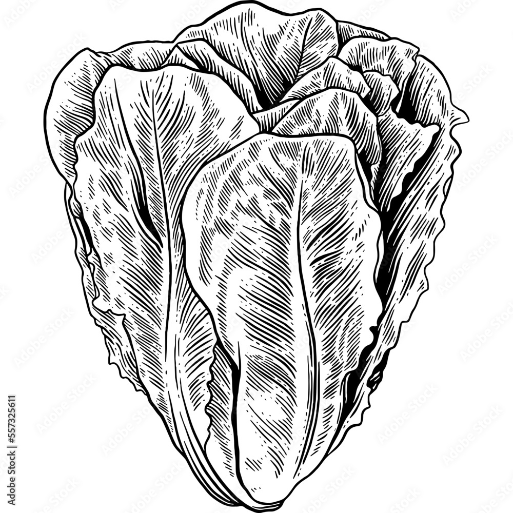 Hand drawn Romaine Lettuce Leaves Sketch Illustration Stock Vector