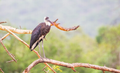 Woolly necked stork (Ciconia episcopus) is an African bird. A large and long-legged bird species of stork species. Her scientific name comes from black and white clothing worn by Christian clergy.