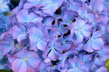 Wall Mural - Inflorescence of the red flowers of hydrangea close-up, isolated on white background