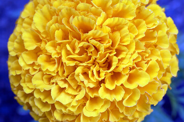 Wall Mural - close up of yellow Light Dahlia plant in bloom. Large foliage of autumn flower petals. Blossom Seamless Background. abstract nature texture, blue background