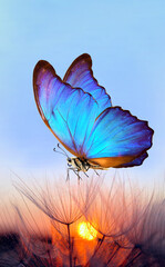 Aufkleber - Natural pastel background. Morpho butterfly and dandelion. Seeds of a dandelion flower on a background of sunrise.