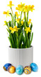 Yellow narcissus flower  in white ceramic pot, decoration with colorful hand painted Easter eggs, isolated. Minimum drop shadow.