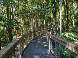 Wall Mural - Sea Acres Rainforest boardwalk and Port Macquarie New South Wales Australia