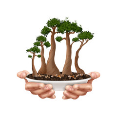 Canvas Print - Bonsai Tree Composition