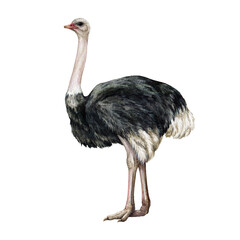 african ostrich watercolor illustration. hand drawn realistic africa wildlife big bird. realistic st