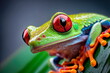 Red eye frog , bright vivid colors beautiful colorful rainforest animal