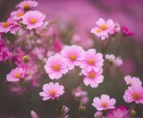 Fototapeta Krajobraz - Cherry blossom, pink and white flowers