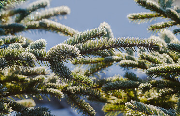 Poster - Field of growing Christmas trees.