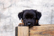 A black puppy abandoned in wooden crate with a pity on his face.