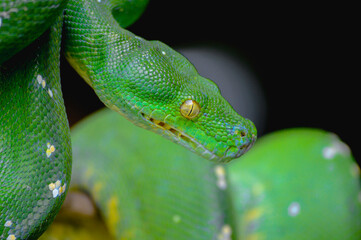 Green tree python snake on branch, snake on branch, reptiles closeup