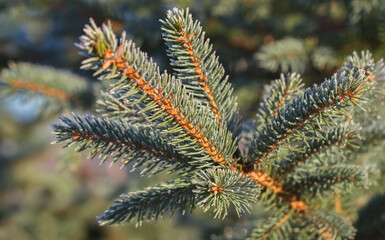 Poster - Growing Christmas trees.