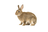 Fototapeta Zwierzęta - Pretty brown rabbit seen from the side isolated on a white background