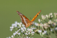 A Variegated Fritillary Pollinates A White Flower.