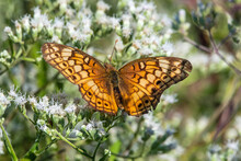 A Variegated Fritillary Pollinates A White Flower.