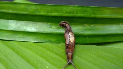 Wall Mural - Small Land Snail Walking on Leaves