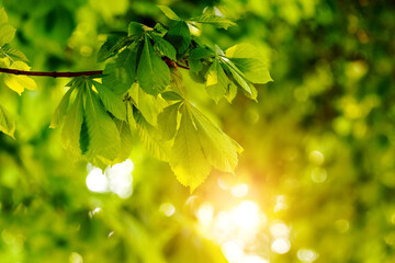 Chestnut branch with young fresh green leaves during sunset. Background of green leaves