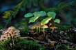 Pilzgruppe auf Totholz in schönem Licht