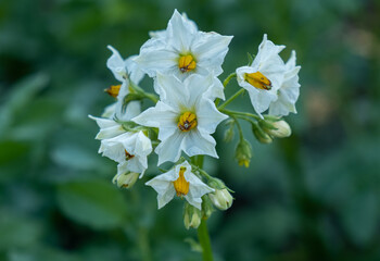 Wall Mural - Potato plants flowering close-up