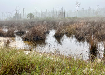A salt marsh with alive and dead pine trees on a foggy day.