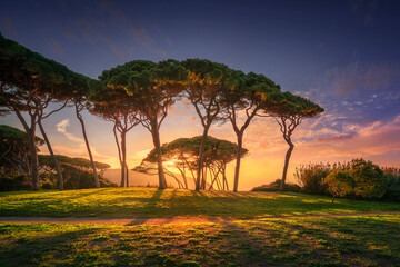 Stone pines group close to sea and beach. Baratti, Tuscany.