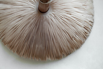 Wall Mural - Macro photography of lamellae of a mushroom