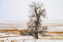 Dead Tree In The Snow On The Prairie
