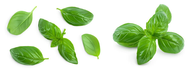 Wall Mural - Fresh basil leaf isolated on white background with full depth of field. Top view. Flat lay