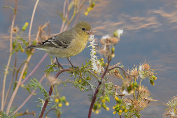 Wall Mural - American Goldfinch Female Feeding on Seeds