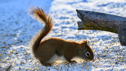 Wall Mural - A Red Squirrel feeds on birdseed in our yard after a snowstorm in Windsor in Upstate NY.
