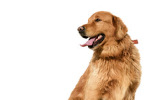 Portrait Of A Male Golden Retriever On A White Background