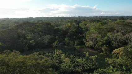 Sticker - Tropical jungle background aerial drone view in central America