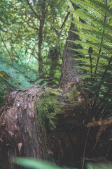 Wall Mural - Old mossy trees in rainforest