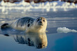 April photo of a young Baikal seal on the lake's ice. The nerpa, also known as the Lake Baikal seal or pusa sibirica, is a kind of earless seal that is unique to Lake Baikal in Siberia, Russia
