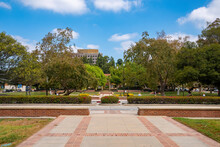 Footpath Leading Towards Trees Growing In Formal Garden At Campus Of The University Of California, Los Angeles During Sunny Day