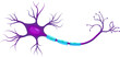 Neuron, Neurone, or Nerve Cell - Anatomy and Histology nerve cell - PNG format - Axon, Schwann Cell, Dendrite, Synapse