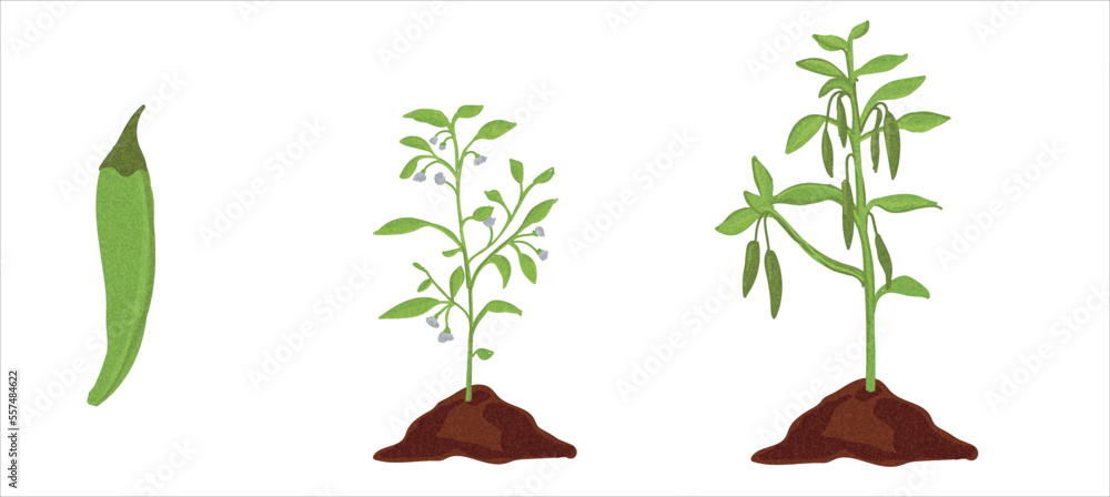 Growth stages of green pepper plant. Green pepper growing stages vector ...