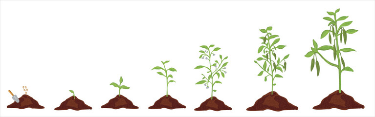 Wall Mural - Growth stages of green pepper plant. Green pepper growing stages vector illustration