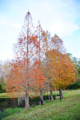 Poster - Colorful winter tropical tree leaf