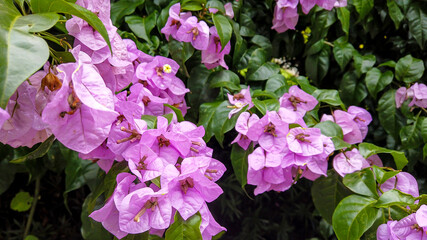 Wall Mural - Beautiful purple flowers and green plants for background