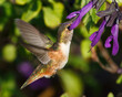 Allen's Hummingbird Feeding on a Salvia Flower