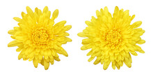 Yellow Chrysanthemum Flowers Isolated On Transparent Background	