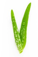 Wall Mural - Close up aloe vera with water drops isolated on white background.