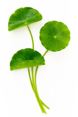 Wall Mural - Close up centella asiatica leaves with rain drop isolated on white background top view.