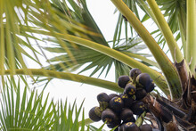 Palm Fruit Or Palmyra Palm On Sugar Palm Tree. Toddy Palm