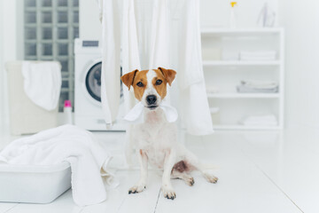 White and brown dog bites washed linen hanging on clothes dryer, sits on floor in laundry room near basin full of towels. Home and washing.