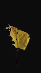 Wall Mural - Time lapse of drying yellow Maple tree leaf with ALPHA transparency channel isolated on black background, vertical orientation
