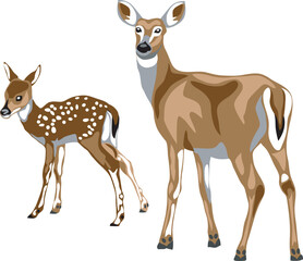 Wall Mural - White tailed deer - doe with fawn