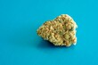 Closeup fresh organic Charlotte’s Angel Cannabis flower isolated on blue background. Herbal medicine plant and healthcare concept. Top view.