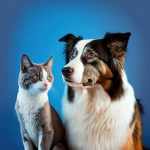 Tabby Cat And Border Collie Dog In Front Of A Blue Gradient Background. Generative AI