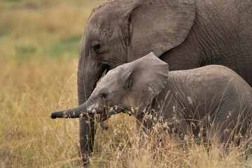 juvenile elephant with mother at masai mara, kenya